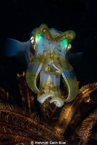 Cuttlefish with magnificant colors. by Mehmet Salih Bilal 